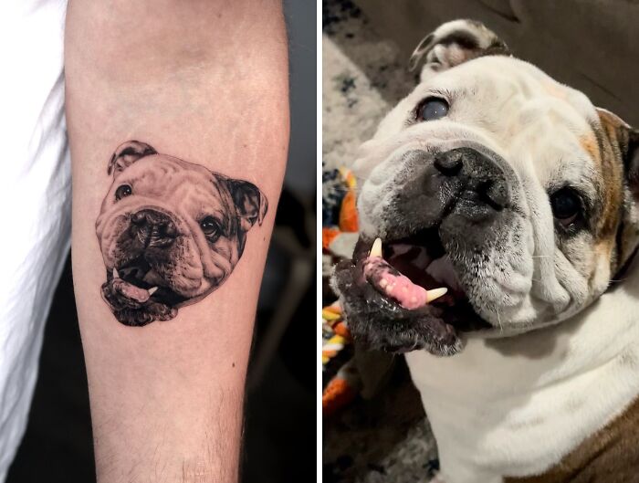 Realistic pet tattoo of a bulldog on forearm beside a live bulldog showing detailed facial features and expression.