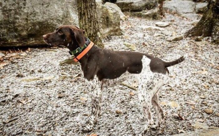 Dog with brown and white spotted fur blending into rocky, leaf-strewn ground, matching surroundings perfectly.