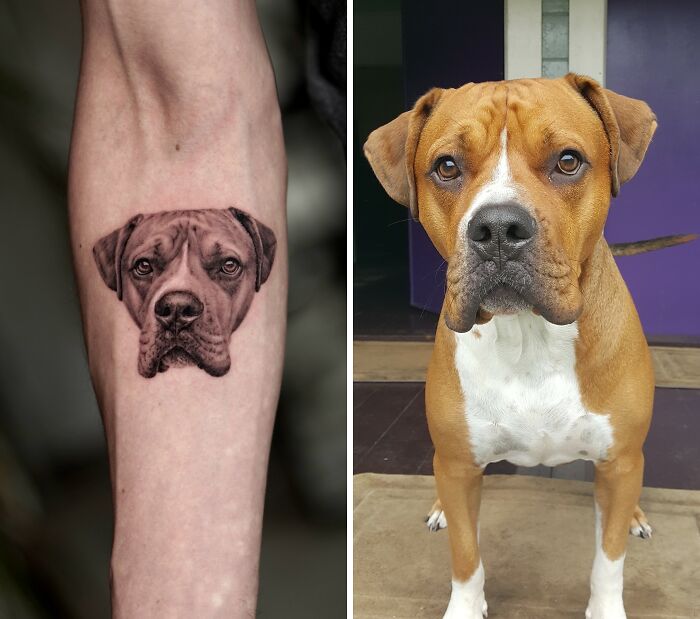 Realistic pet tattoo of a boxer dog on forearm next to the live dog, showcasing detailed pet tattoos by Yeono.