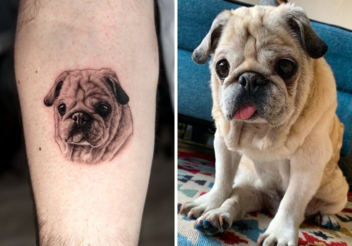 Realistic pet tattoo of a pug on forearm next to a photo of the actual pug sitting on a patterned rug and couch.
