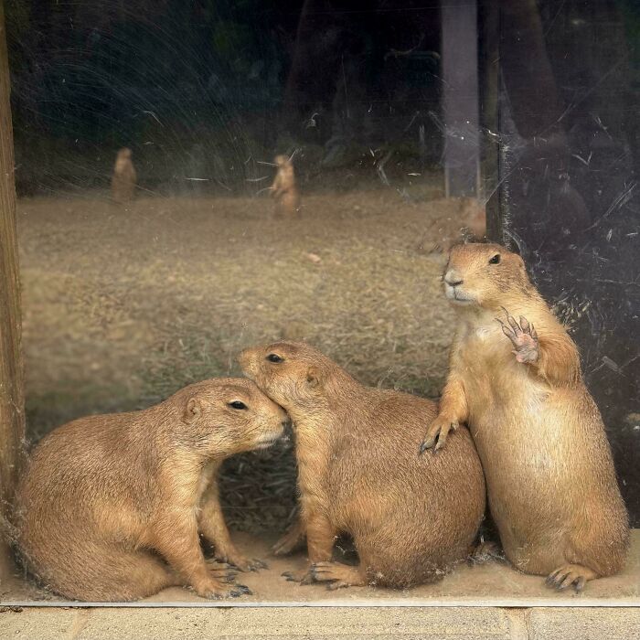 Three prairie dogs behind glass, one standing with paw raised, resembling an accidental renaissance photo moment.