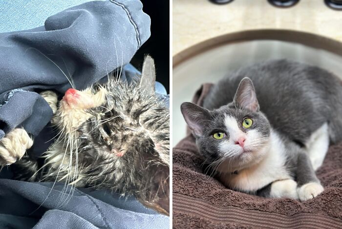 Kitten before and after adoption, showing transformation from dirty and neglected to clean and healthy cat resting comfortably.