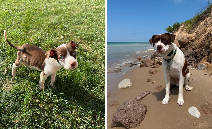 Before and after adoption photos of a brown and white rescue dog showing healing and transformation by the beach and grass.