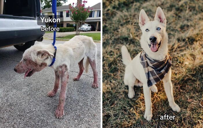 Before and after photos of rescue dog Yukon showing healing power and transformation after adoption.