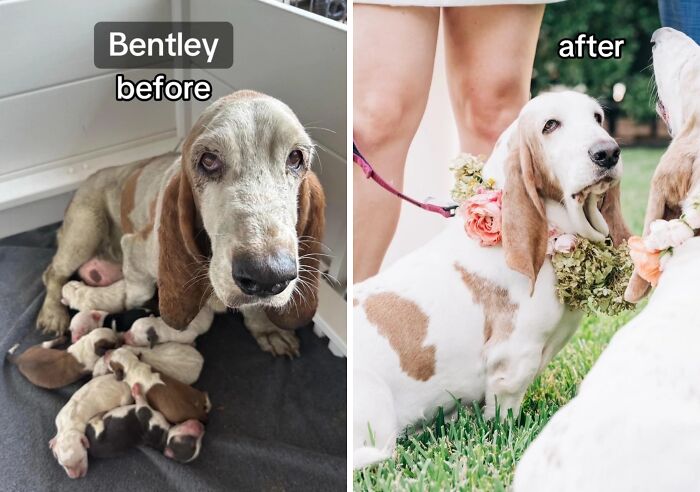 Rescue dog before and after adoption, showing healing transformation with puppies and flower collar outdoors.