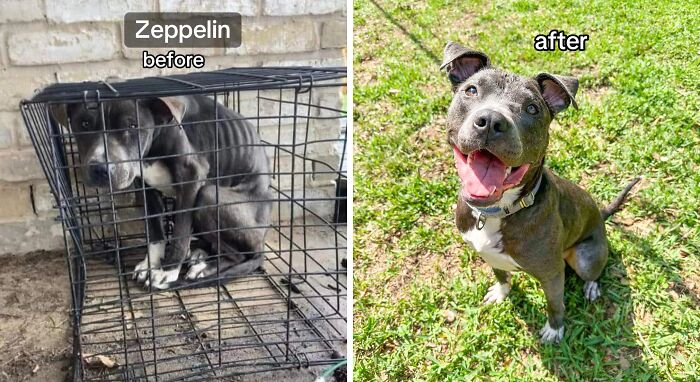 Before and after adoption photos of a rescue dog named Zeppelin showing healing and transformation outdoors.