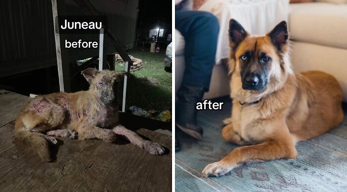 Before and after adoption photos of rescue dog Juneau showing remarkable healing and transformation.