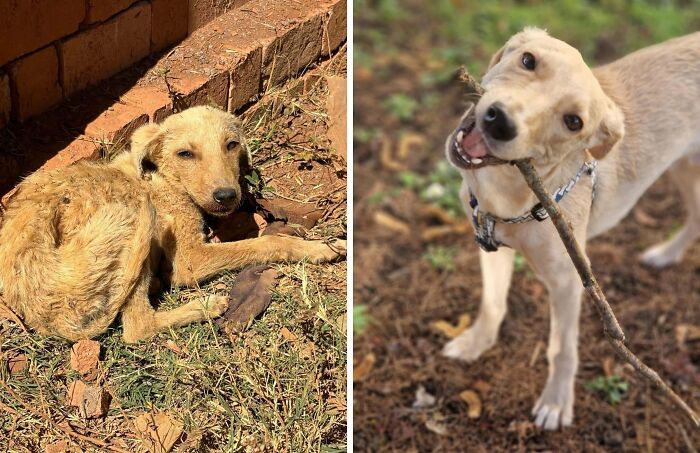 Rescue dog before and after adoption, showing transformation and healing power with a happy dog playing outside.