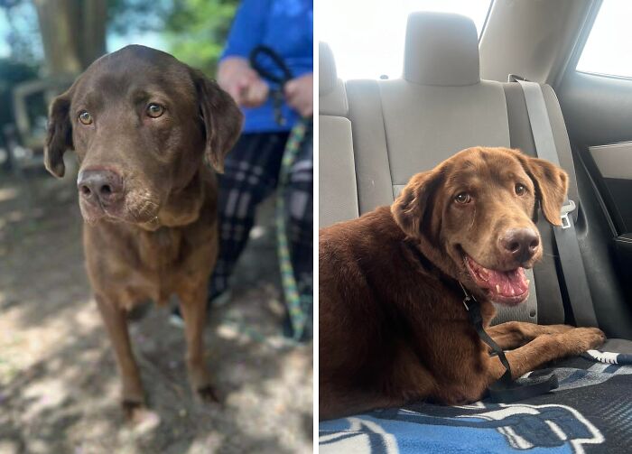 Before and after adoption photos of a happy rescue dog showcasing the healing power of dog adoption transformation.