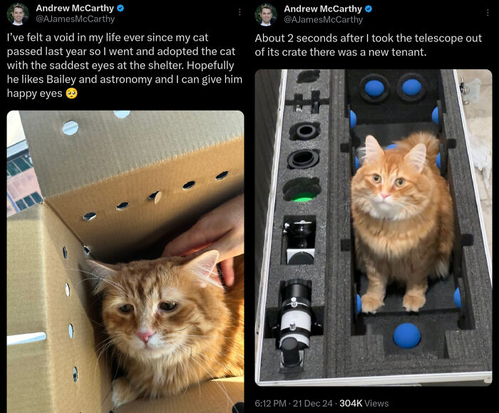 Sad orange cat in adoption box before and same cat looking happy inside a telescope case, showcasing cat photos before and after adoption.