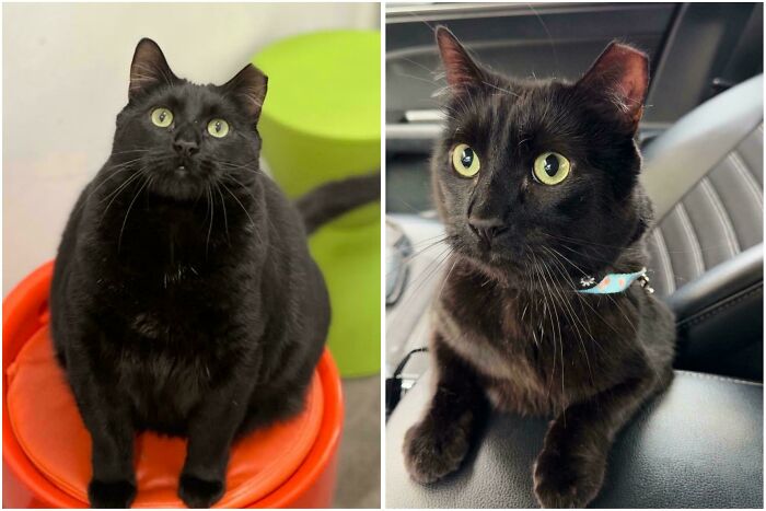 Black cat before and after adoption, showing a healthy and alert cat in a bright indoor setting and inside a car seat.