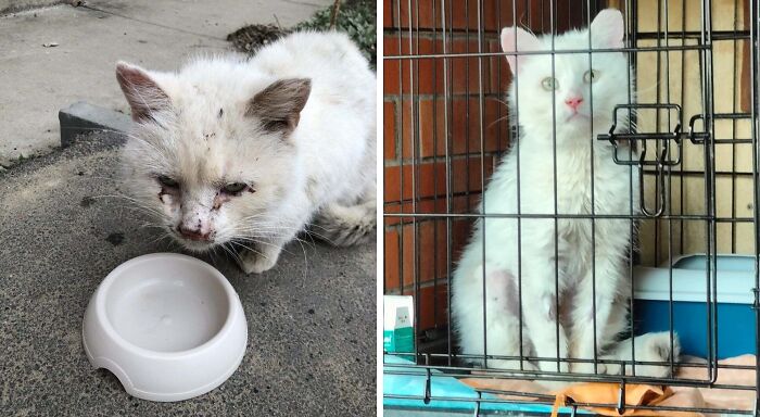 Side-by-side cat photos showing a dirty, sick cat before and a clean, healthy cat after life-changing adoption.