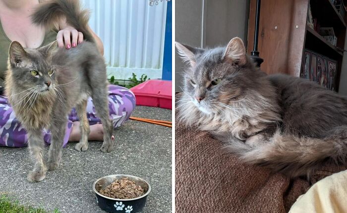 Cat before and after adoption showing transformation with healthy fur and relaxed indoor life in cozy home environment.