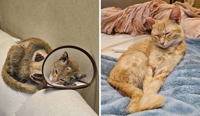 Sick cat with cone resting on a couch before and after their life-changing adoption, showing remarkable recovery and comfort.