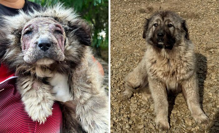 Before and after adoption photos of a rescue dog showing remarkable healing and transformation in appearance and health.