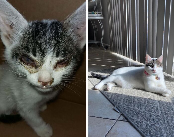 Sick kitten before adoption and healthy cat after life-changing adoption resting in the sunlight indoors.