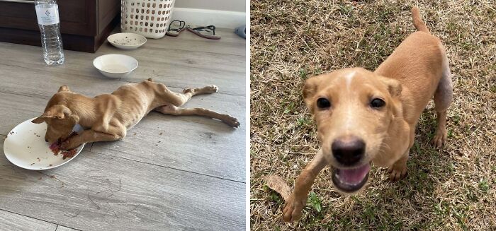 Rescue dog shown before adoption lying thin on floor and after adoption healthy and happy outdoors on grass.