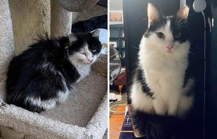 Black and white cat before and after adoption, showing a healthier and more vibrant appearance in a home setting.