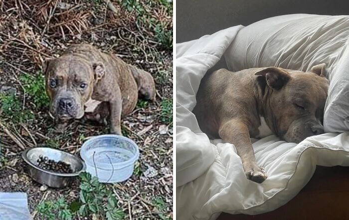 Rescue dog before and after adoption, showing healing transformation from neglected to resting peacefully on a bed.