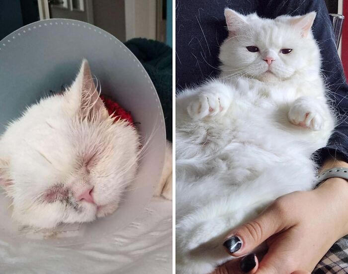 White cat before and after life-changing adoption, showing recovery from illness to healthy and relaxed state in a person’s arms.