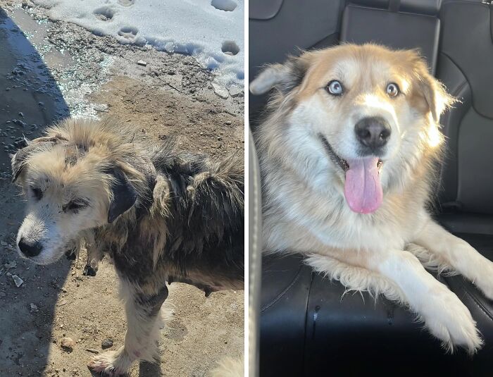 Rescue dog before and after adoption showing transformation and healing power with bright eyes and happy expression.