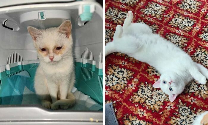 Before and after adoption photos of a white cat showing transformation from sad and sick to happy and healthy on a colorful rug.