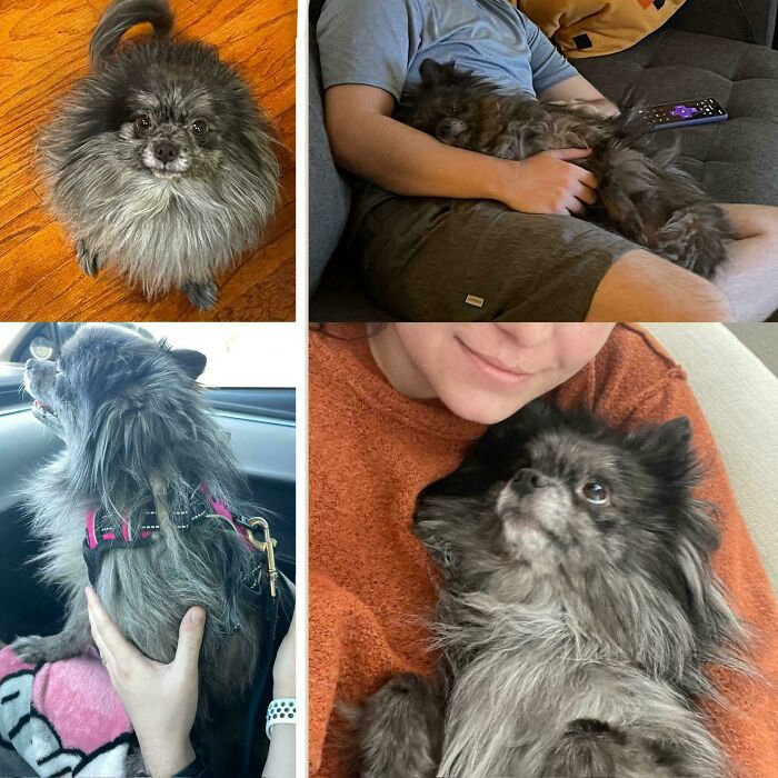 Collage of a rescued dog before and after adoption, showing its healing journey and bond with new owner.