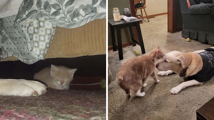 Before and after cat photos showing a kitten hidden under furniture and a grown cat interacting with a dog after adoption