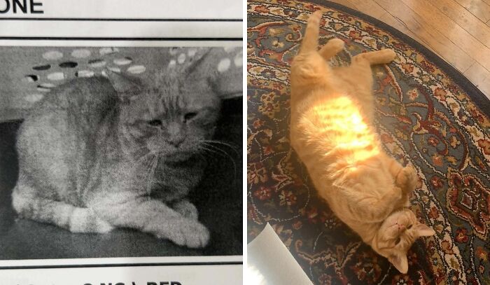 Side-by-side cat photos showing dramatic transformation after adoption, highlighting the impact of life-changing cat adoption.