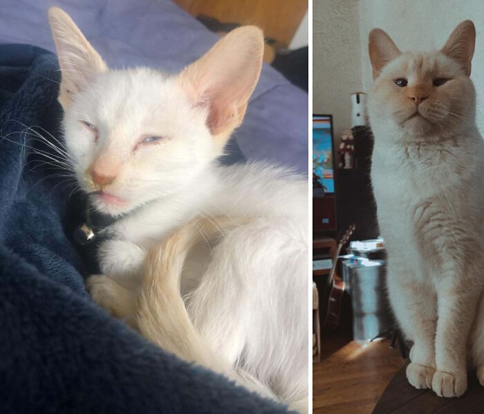 White cat before and after adoption showing transformation with healthier fur and alert posture in a home setting.