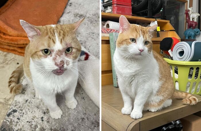 Orange and white cat before and after adoption showing a remarkable transformation in appearance and health.
