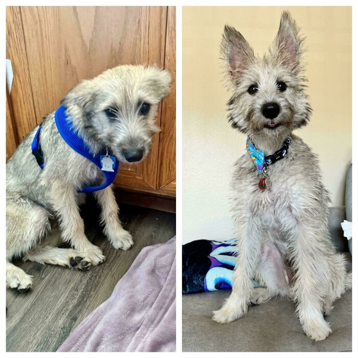 Rescue dog before and after adoption showing transformation and healing power with a blue harness and colorful collar.