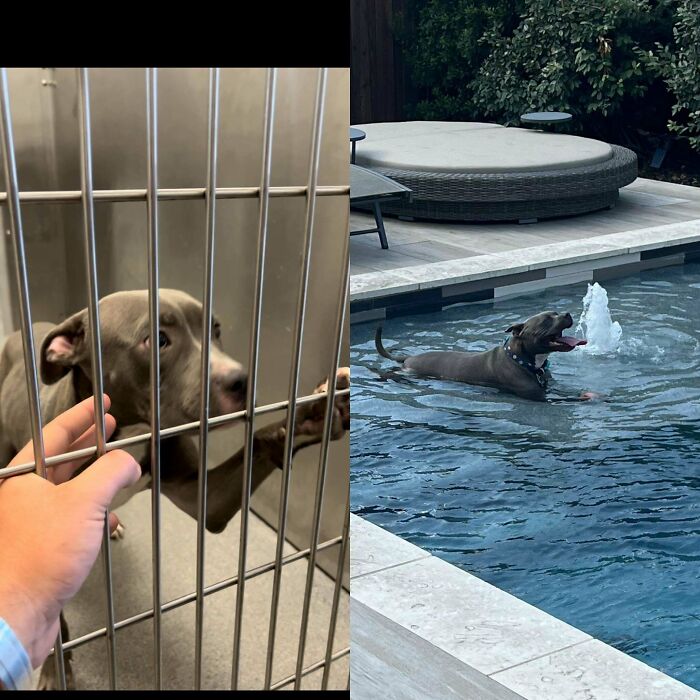 Rescue dog shown in a shelter and happily swimming in a pool after adoption before and after healing photos.
