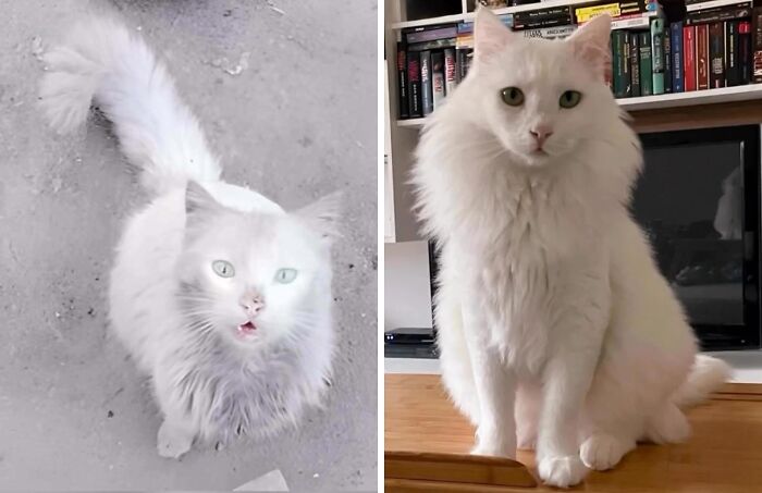 White cat before and after adoption showing a transformation from dirty and distressed to clean and healthy indoors.