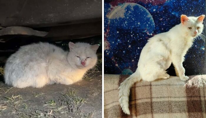White cat before and after adoption, showing transformation from rough outdoor condition to healthy indoor pet.