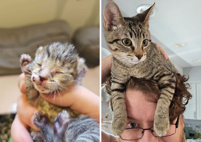 Newborn cat and grown tabby cat on person's head showing transformation after cat adoption.