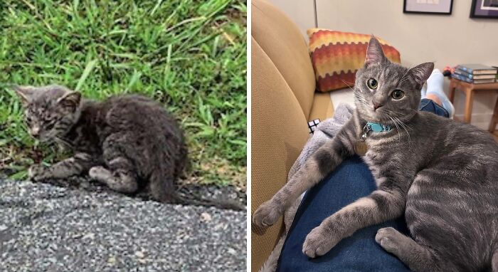 Tabby cat before and after adoption, showing transformation from neglected to healthy and relaxed indoors.