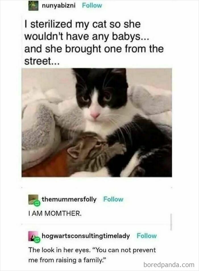 Black and white cat cuddling a kitten from the street, showcasing heartwarming posts about family and love.