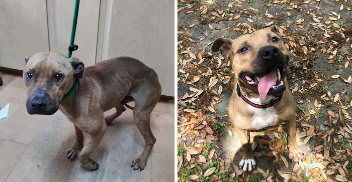 Rescue dog before and after adoption, showing transformation and healing power with joyful expression in outdoor setting.
