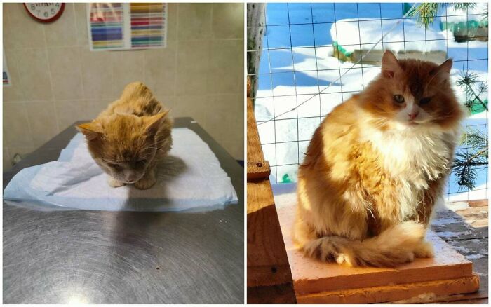 Before and after cat photos showing the transformation of an orange cat after life-changing adoption and care.