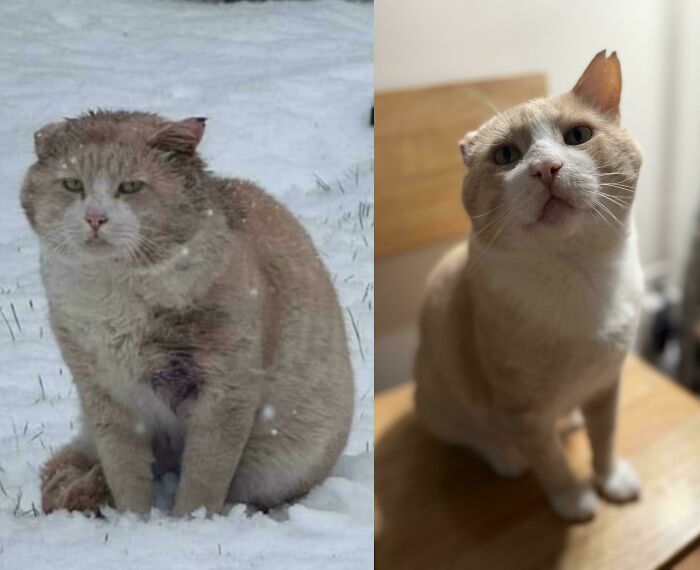 Gato antes y después de encontrar un hogar permanente, mostrando mejora en salud y bienestar.