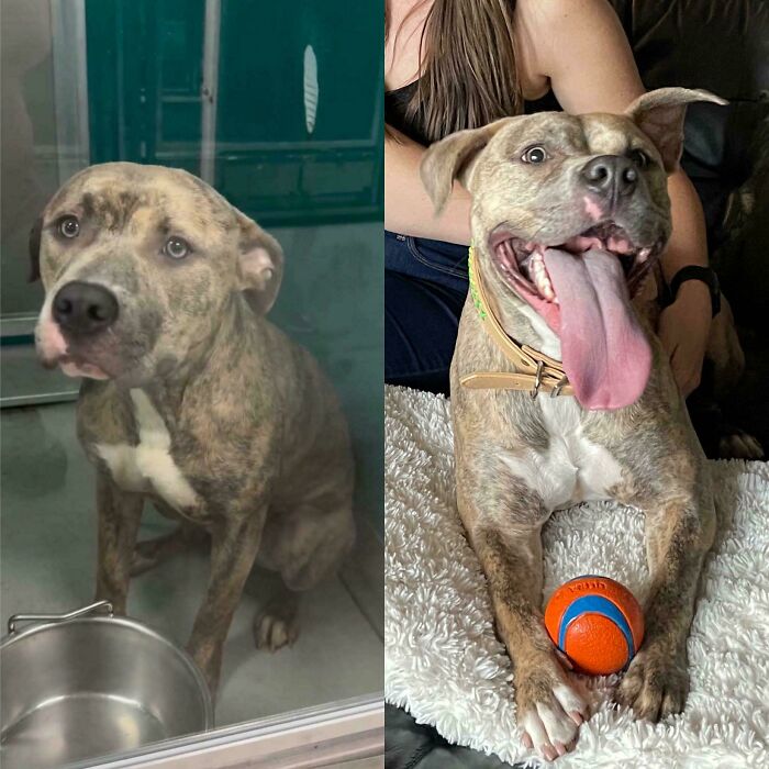 Before and after adoption photos of a happy rescue dog showing healing and transformation with a toy ball.