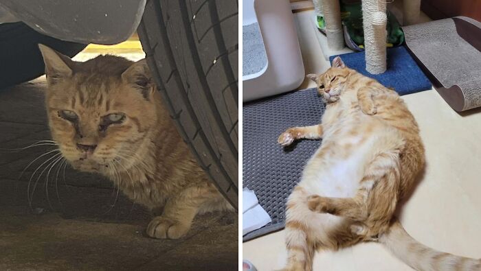 Stray cat hiding under a tire before adoption and the same cat healthy and relaxed indoors after adoption.