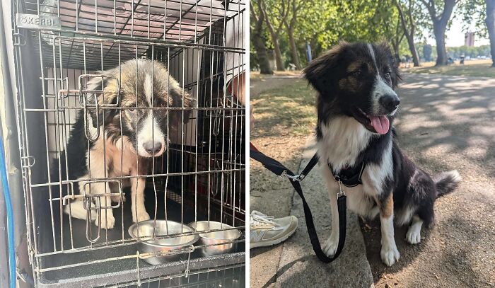 Before and after adoption photos of a rescue dog showing transformation and healing power in a natural outdoor setting.