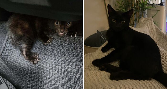 Black cat photos before and after adoption, showing transformation from scared kitten to relaxed pet at home.
