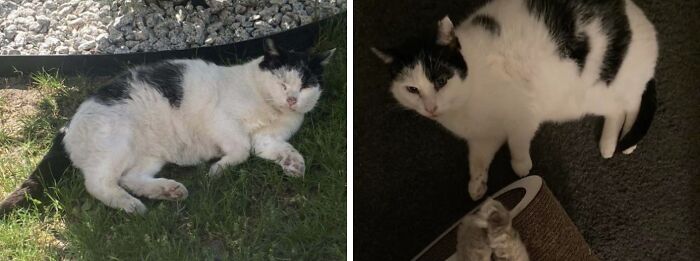 Before and after adoption photos of a black and white cat showing its transformation and improved well-being.