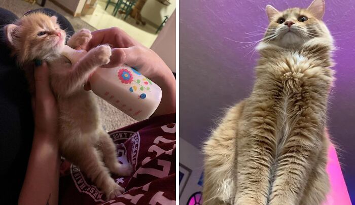 Orange kitten being bottle-fed and the same cat grown up, showcasing changes after life-changing adoption.