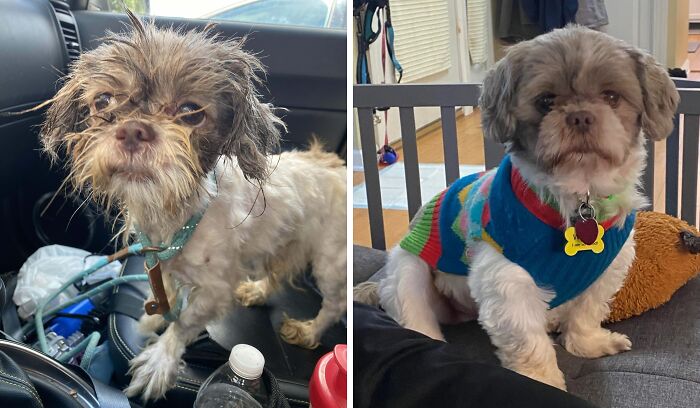 Rescue dog before and after adoption, showing transformation and healing power in cozy indoor settings.
