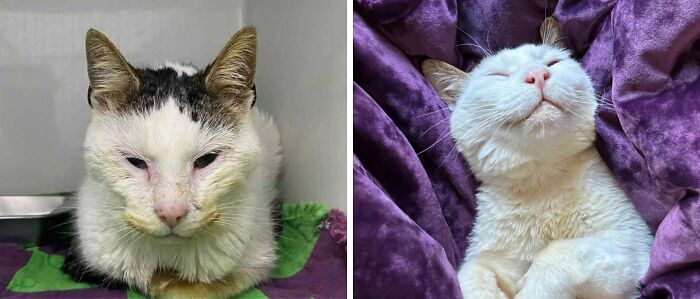 Before and after cat photos showing the transformation of a cat after life-changing adoption and care.