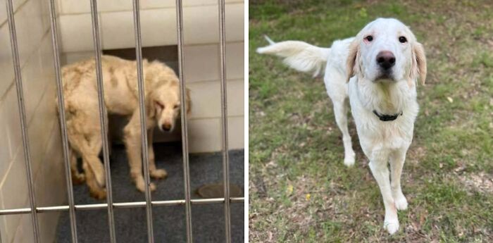 Before and after adoption photos of a rescue dog showing healing and transformation in a loving environment.